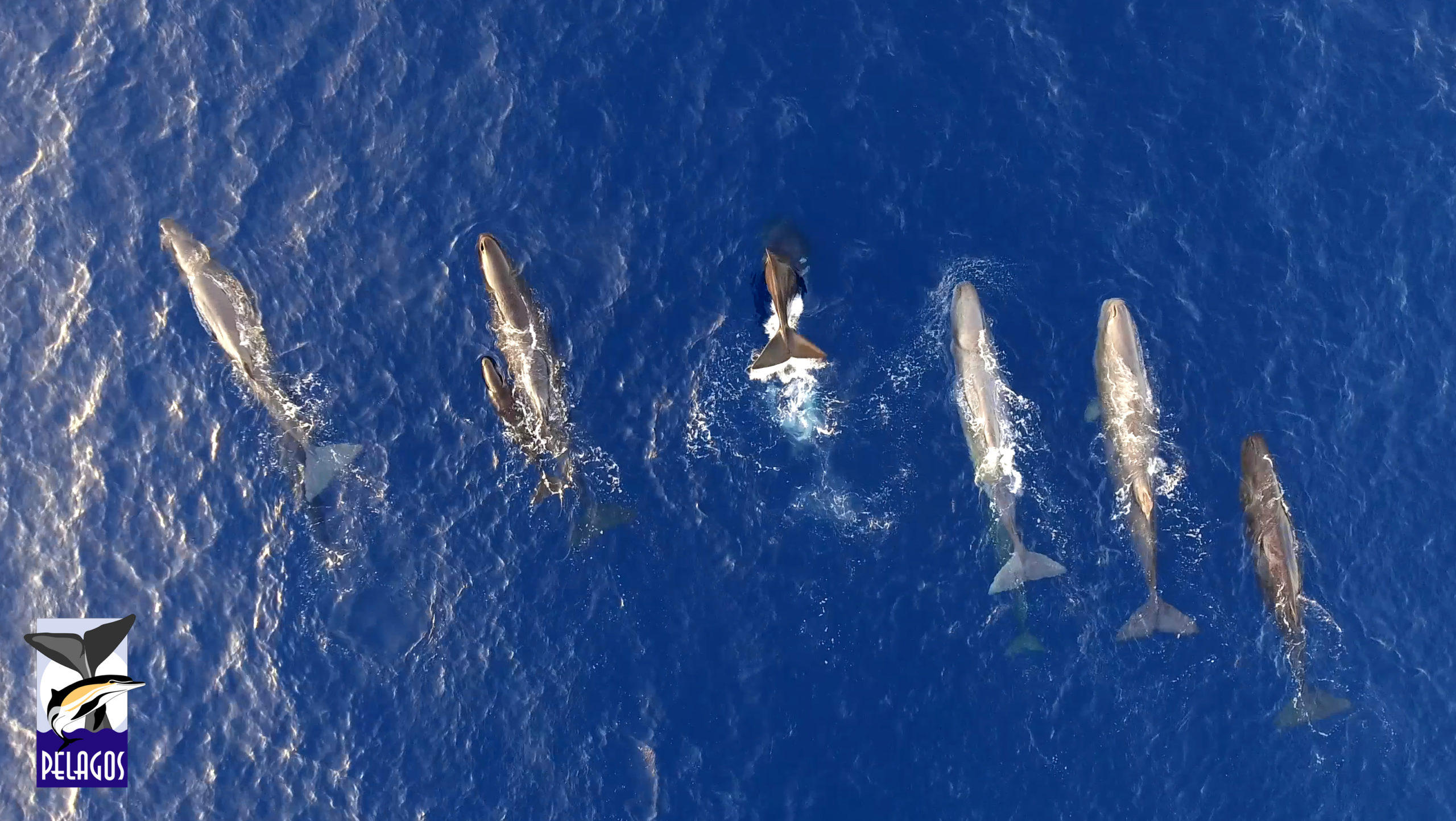 Grupo de cachalotes